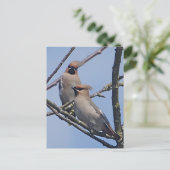 Waxwingsポストカード ポストカード (スタンド正面)