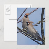 Waxwingsポストカード ポストカード (正面/裏面)