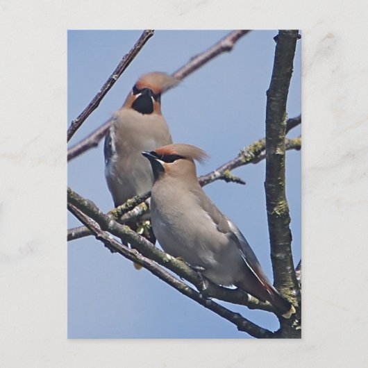 Waxwingsポストカード ポストカード (正面)