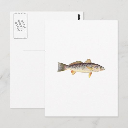 Weakfish - Seatrout - Gray Trout ポストカード (正面/裏面)