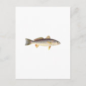 Weakfish - Seatrout - Gray Trout ポストカード (正面)