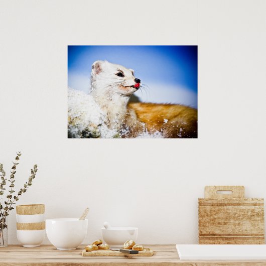 weasel poster ポスター (キッチン)