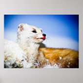 weasel poster ポスター (正面)