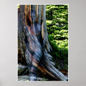 Weathered Swiss Pine by Johannes Stötter ポスター (正面)