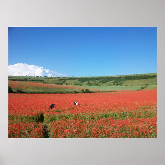 Wedding photo in a field of Red Poppies ポスター (正面)