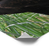 Wedge-tailed Eagle (Aquila audax) ポスター (角)