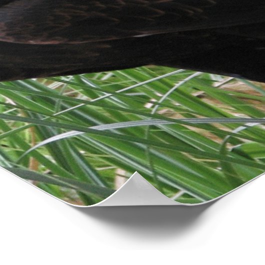 Wedge-tailed Eagle (Aquila audax) ポスター (角)