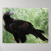 Wedge-tailed Eagle (Aquila audax) ポスター (正面)