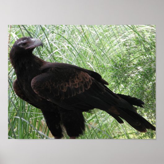 Wedge-tailed Eagle (Aquila audax) ポスター (正面)