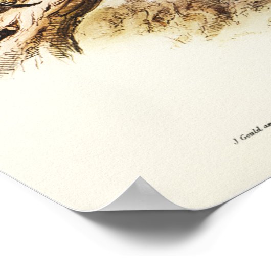 Wedge-tailed Eagle by Elizabeth Gould ポスター (角)