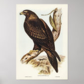 Wedge-tailed Eagle by Elizabeth Gould ポスター (正面)