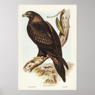 Wedge-tailed Eagle by Elizabeth Gould ポスター