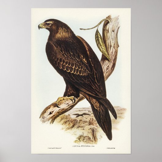 Wedge-tailed Eagle by Elizabeth Gould ポスター (正面)