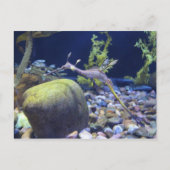 Weedy Seadragon # 1 ポストカード (正面)