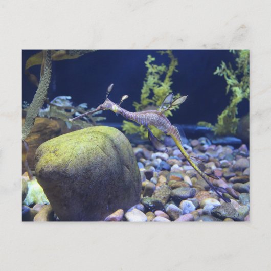 Weedy Seadragon # 1 ポストカード (正面)