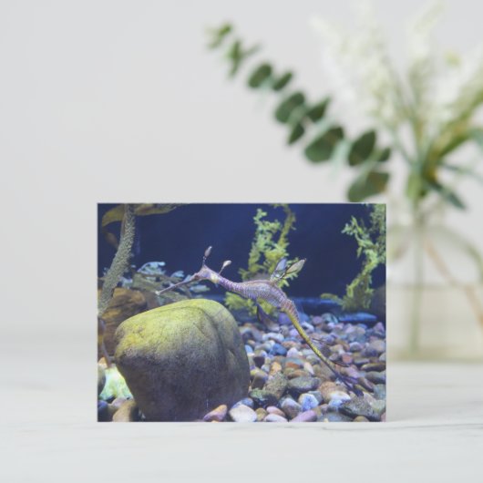 Weedy Seadragon # 2 ポストカード (スタンド正面)