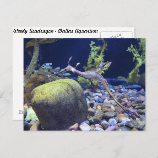 Weedy Seadragon # 2 ポストカード (正面/裏面)