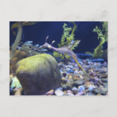 Weedy Seadragon # 2 ポストカード (正面)