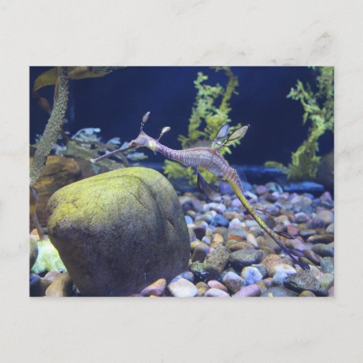 Weedy Seadragon # 2 ポストカード (正面)