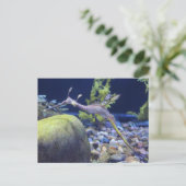 Weedy Seadragon # 3 ポストカード (スタンド正面)