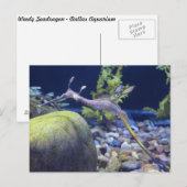 Weedy Seadragon # 3 ポストカード (正面/裏面)