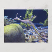 Weedy Seadragon # 3 ポストカード (正面)