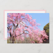 Weeping Cherry: Flat Card (正面/裏面)