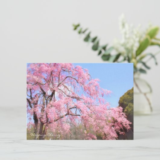 Weeping Cherry: Flat Card (スタンド正面)