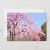 Weeping Cherry: Flat Card (正面)
