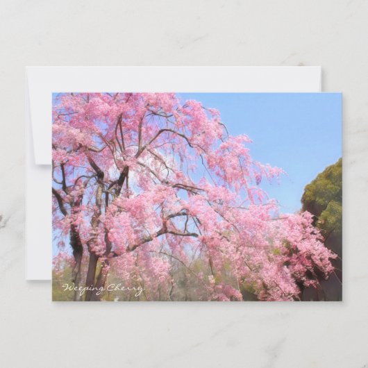 Weeping Cherry: Flat Card (正面)