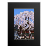Weeping cherry tree ("Nara Ichiban-Zakura") ポスター (正面)