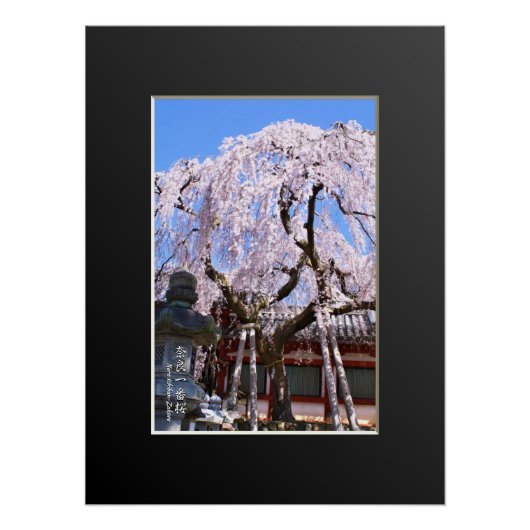 Weeping cherry tree ("Nara Ichiban-Zakura") ポスター (正面)