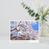 Weeping cherry tree ("Nara Ichiban-Zakura") ポストカード (スタンド正面)