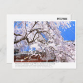 Weeping cherry tree ("Nara Ichiban-Zakura") ポストカード (正面/裏面)
