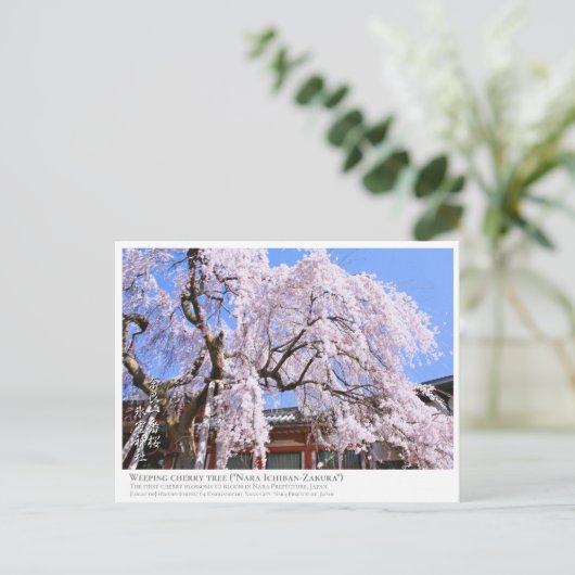 Weeping cherry tree ("Nara Ichiban-Zakura") ポストカード (スタンド正面)