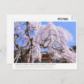 Weeping cherry tree ("Nara Ichiban-Zakura") ポストカード (正面/裏面)