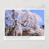 Weeping cherry tree ("Nara Ichiban-Zakura") ポストカード (正面)