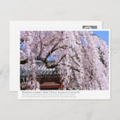 Weeping cherry tree ("Nara Ichiban-Zakura") ポストカード (正面/裏面)