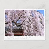 Weeping cherry tree ("Nara Ichiban-Zakura") ポストカード (正面)