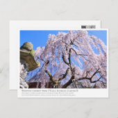 Weeping cherry tree ("Nara Ichiban-Zakura") ポストカード (正面/裏面)