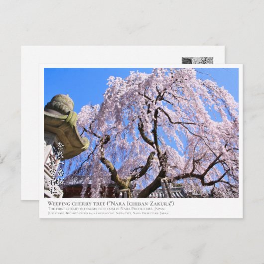 Weeping cherry tree ("Nara Ichiban-Zakura") ポストカード (正面/裏面)