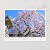 Weeping cherry tree ("Nara Ichiban-Zakura") ポストカード (正面)