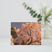 Weeping cherry tree ("Nara Ichiban-Zakura") ポストカード (スタンド正面)