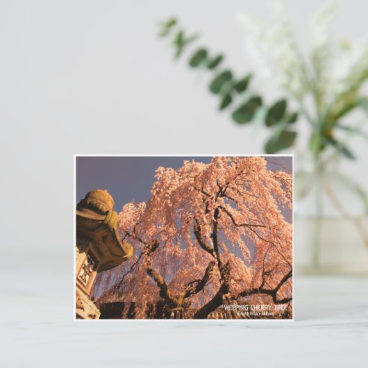 Weeping cherry tree ("Nara Ichiban-Zakura") ポストカード (スタンド正面)