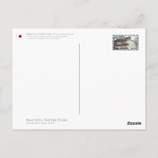 Weeping cherry tree ("Nara Ichiban-Zakura") ポストカード (裏面)