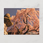 Weeping cherry tree ("Nara Ichiban-Zakura") ポストカード (正面)