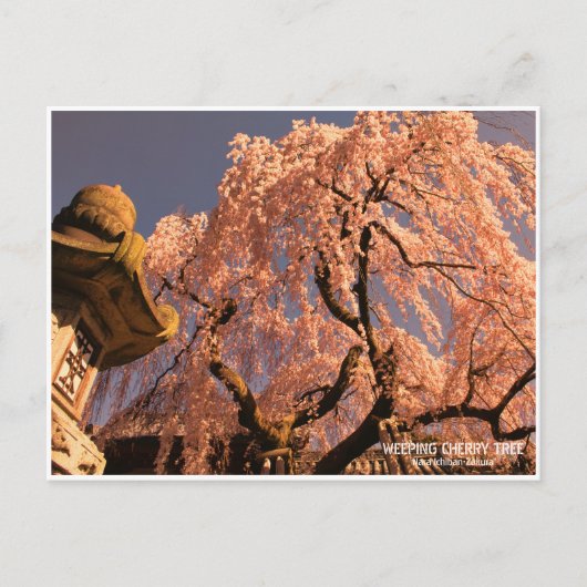 Weeping cherry tree ("Nara Ichiban-Zakura") ポストカード (正面)