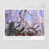 Weeping cherry tree ("Nara Ichiban-Zakura") ポストカード (正面)
