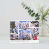 Weeping cherry tree ("Nara Ichiban-Zakura") ポストカード (スタンド正面)