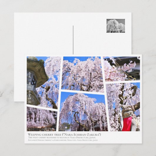 Weeping cherry tree ("Nara Ichiban-Zakura") ポストカード (正面/裏面)
